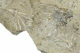Two Fossil Crinoids (Dichocrinus multiplex) - Gilmore City, Iowa #327297-1